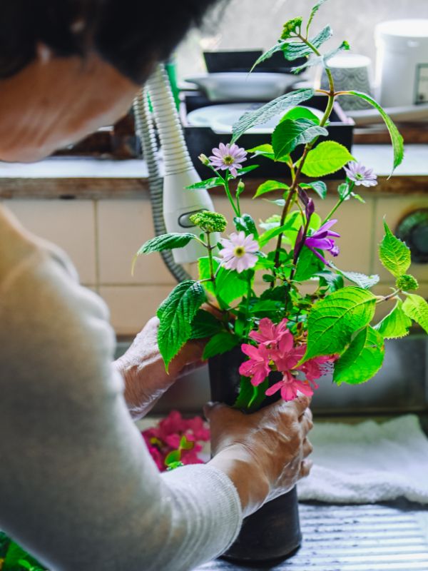 女将が生ける、床の間の花